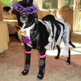 Entry image for Kittatinny Oreo (Oreo)