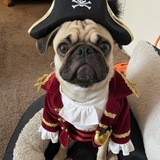Entry image for Sir Pugsly Pugsworth