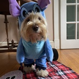 Entry image for Molly