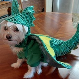 Entry image for Rudy