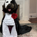 Entry image for Phantom