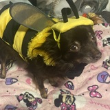 Entry image for Patience L COMBS