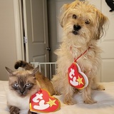 Entry image for Benson & Couscous