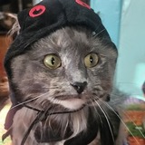 Entry image for Kiki Turtle