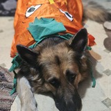 Entry image for Diesel