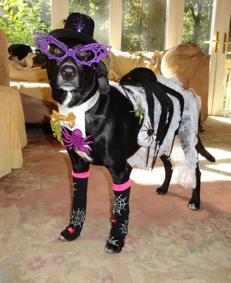 Entry image for Kittatinny Oreo (Oreo). Clicking this image will show a larger photo