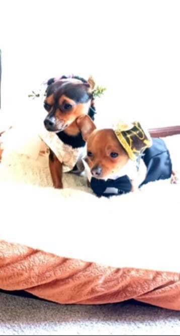 Entry image for Mrs Buttercup and Mr JutterBug. Clicking this image will show a larger photo