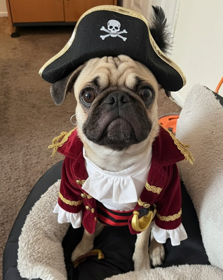 Entry image for Sir Pugsly Pugsworth. Clicking this image will show a larger photo