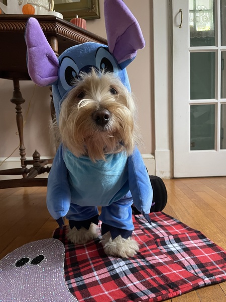 Entry image for Molly. Clicking this image will show a larger photo