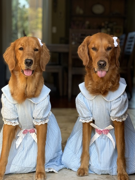 Entry image for Layla and Lizzy . Clicking this image will show a larger photo