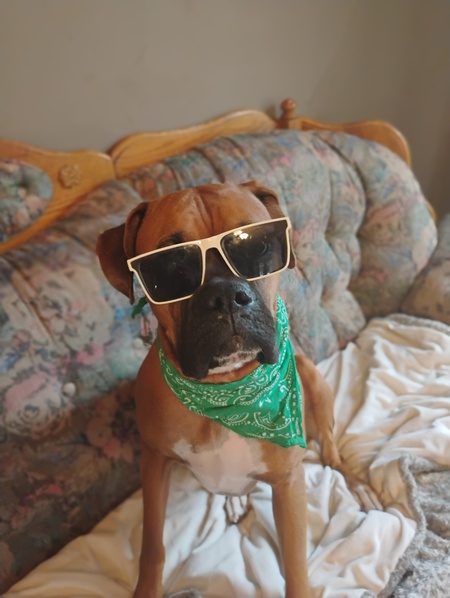 Entry image for Bowser. Clicking this image will show a larger photo