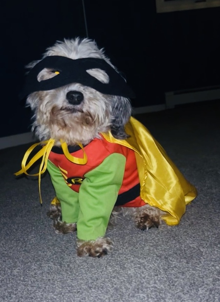 Entry image for Milo. Clicking this image will show a larger photo