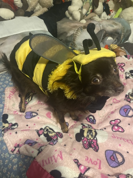 Entry image for Patience L COMBS. Clicking this image will show a larger photo