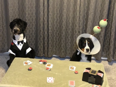 Entry image for Finn & Luna. Clicking this image will show a larger photo