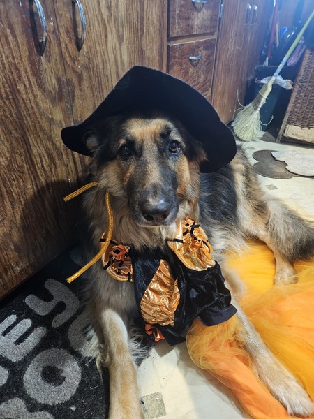 Entry image for Zoey. Clicking this image will show a larger photo