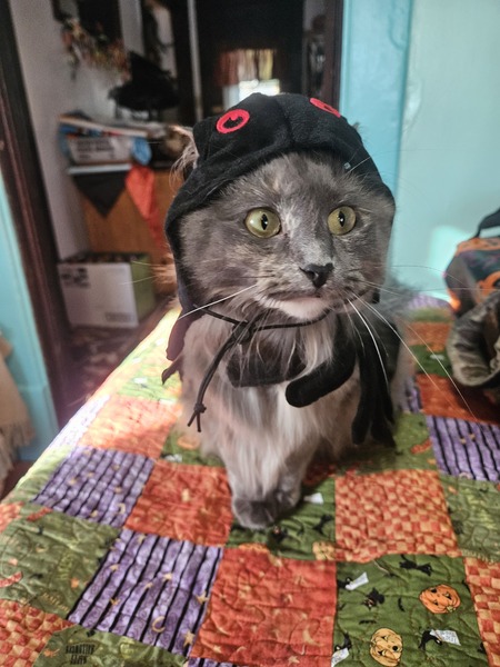 Entry image for Kiki Turtle. Clicking this image will show a larger photo