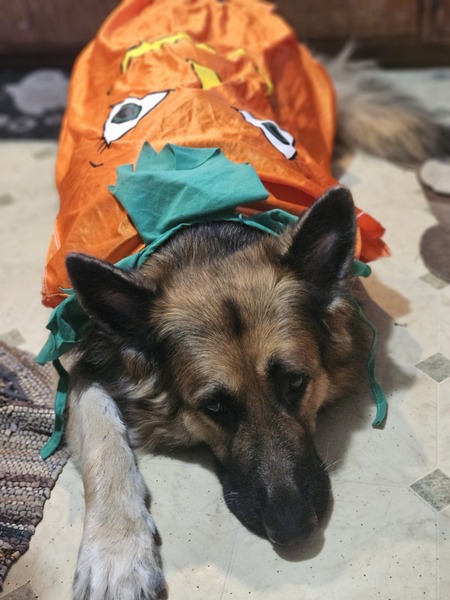 Entry image for Diesel. Clicking this image will show a larger photo