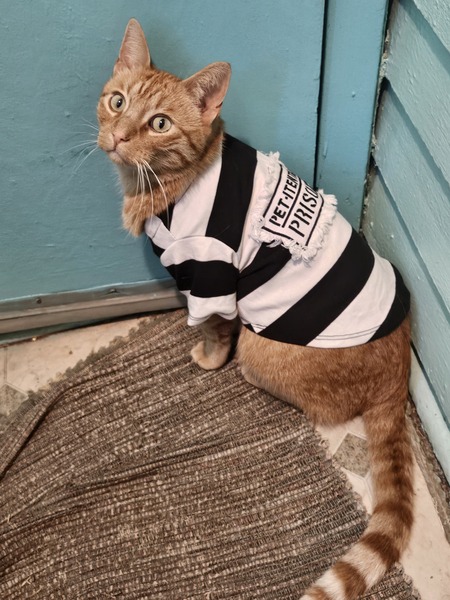 Entry image for Nick. Clicking this image will show a larger photo