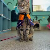 Entry image for Tabitha