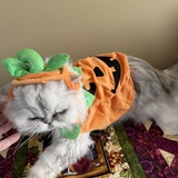 Entry image for Bentley