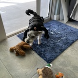 Entry image for Allie