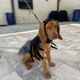 Entry image for Oliver