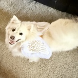 Entry image for Nani the Angel! 