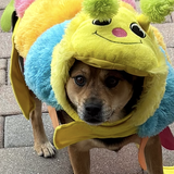 Entry image for Chica