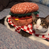 Entry image for Sugar