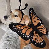 Entry image for Lola