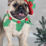 Entry image for Forza