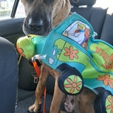 Entry image for Prima