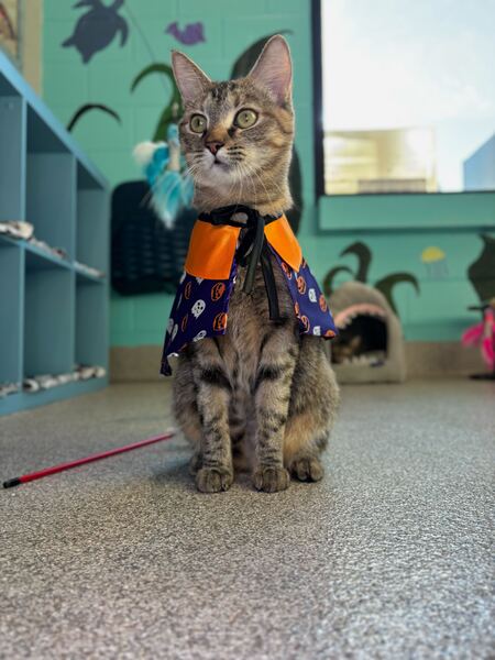 Entry image for Tabitha. Clicking this image will show a larger photo