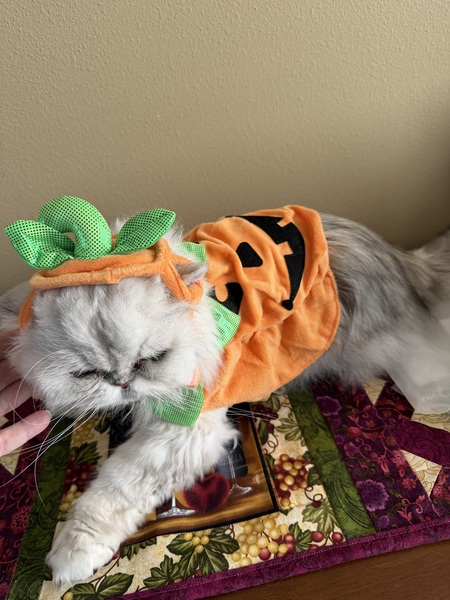 Entry image for Bentley. Clicking this image will show a larger photo