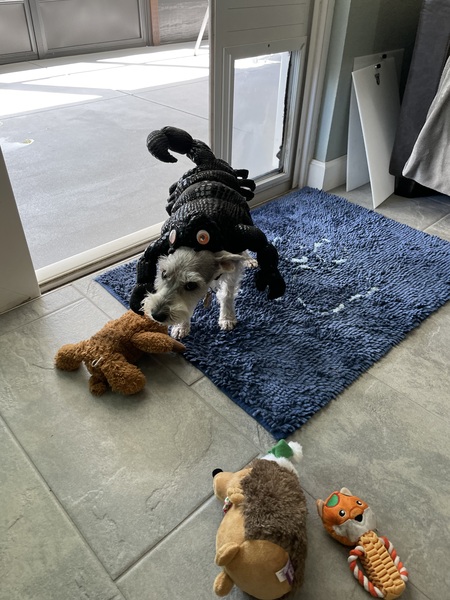 Entry image for Allie. Clicking this image will show a larger photo