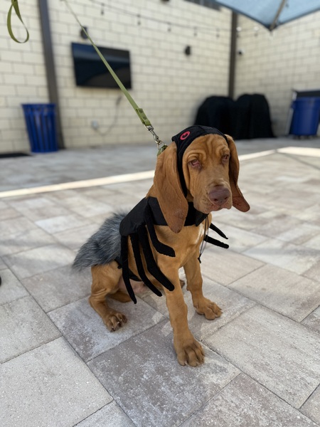 Entry image for Oliver. Clicking this image will show a larger photo