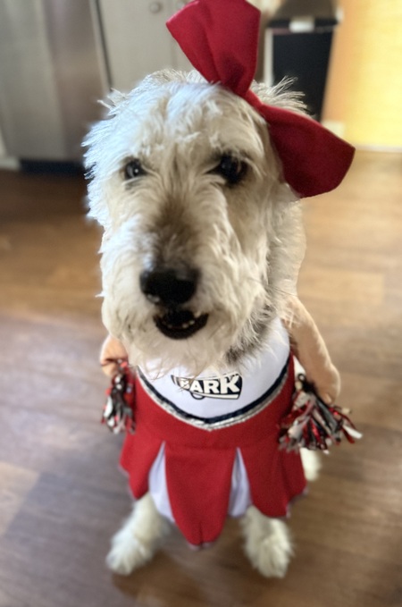 Entry image for Sadie The Cheerleader! . Clicking this image will show a larger photo