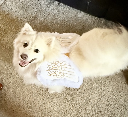 Entry image for Nani the Angel! . Clicking this image will show a larger photo