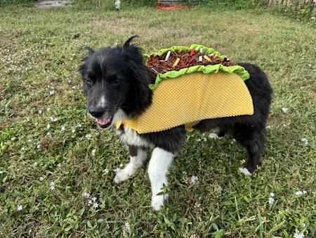 Entry image for Beau. Clicking this image will show a larger photo