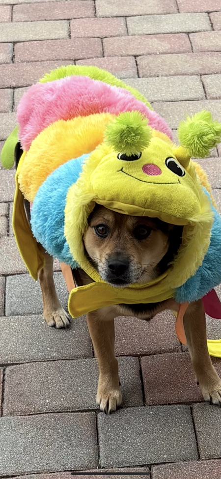 Entry image for Chica. Clicking this image will show a larger photo