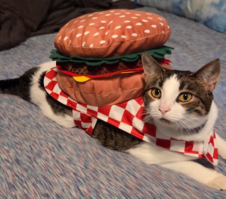 Entry image for Sugar. Clicking this image will show a larger photo