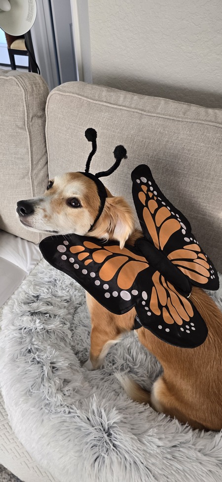 Entry image for Lola. Clicking this image will show a larger photo