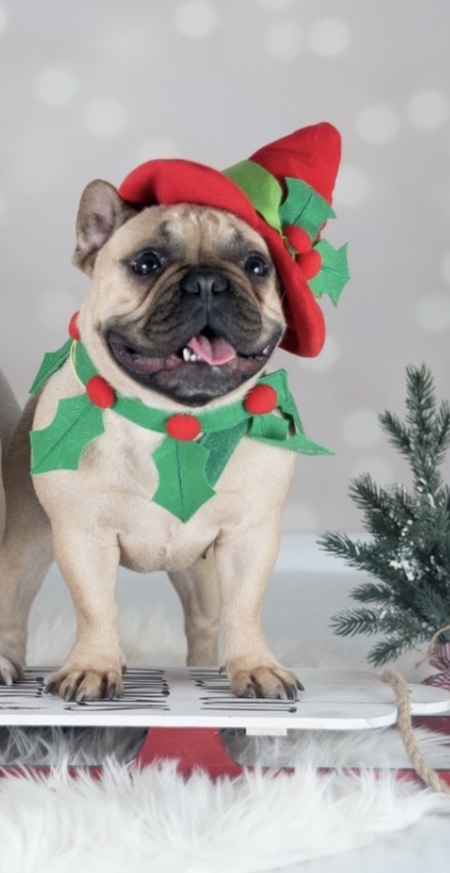 Entry image for Forza. Clicking this image will show a larger photo