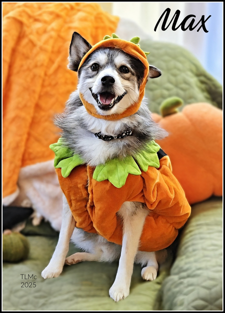 Entry image for Max. Clicking this image will show a larger photo