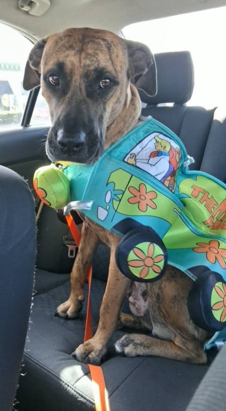 Entry image for Prima. Clicking this image will show a larger photo