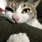 Entry image for Pookie