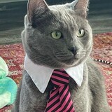 Entry image for Franklin (Foggy) Nelson