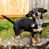 Entry image for Pepita
