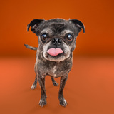 Entry image for Ollie