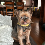 Entry image for Brodie
